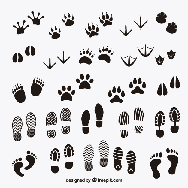 626x626 Footprints Shadows Of Animals And Human Vector Free Download