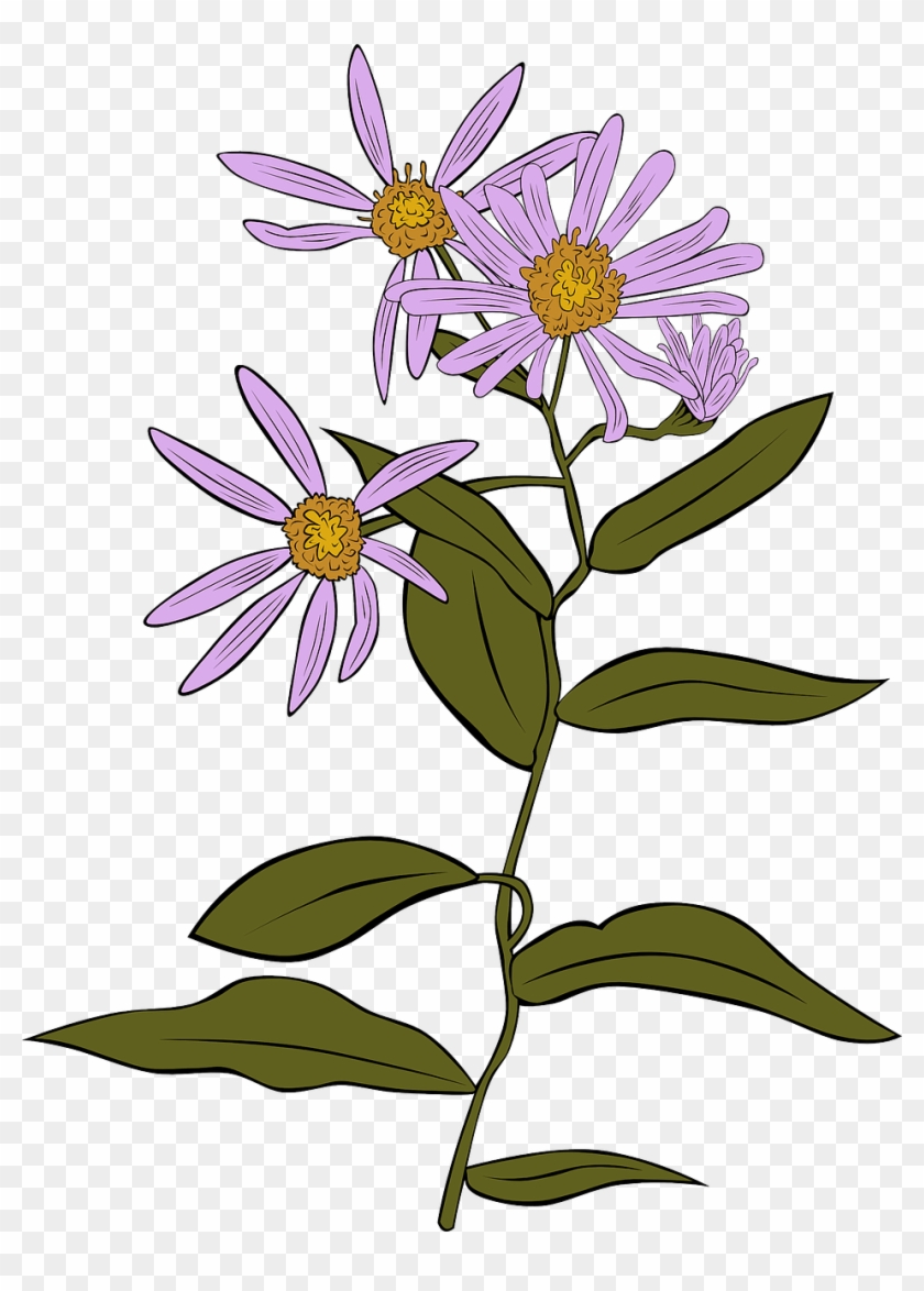 840x1174 Flowers, Free Vector Graphics, Free