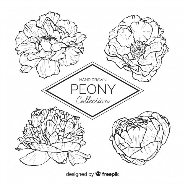 626x626 Peony Vectors, Photos And Free Download