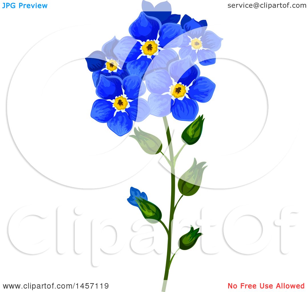 1080x1024 Clipart Of A Stem Of Forget Me Not Flowers