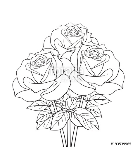 Roses Bouquet Line Drawing Stock Image And Royalty Free Vector 455x500 Roses Bouquet Line Drawing Stock Image And Royalty Free Vector