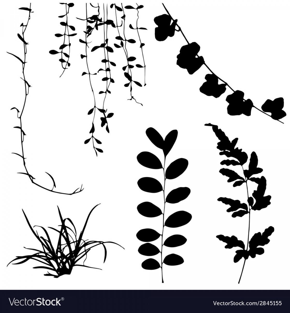 1200x1296 Top Leaf Vine Vector Image Vector Images Design