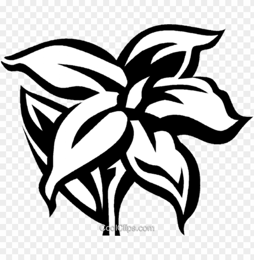 840x859 Jasmine Royalty Free Vector Clip Art Illustration