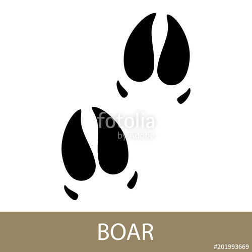 500x500 Track Of Forest Animal,trace Of A Predatory Animal Boar, Vector