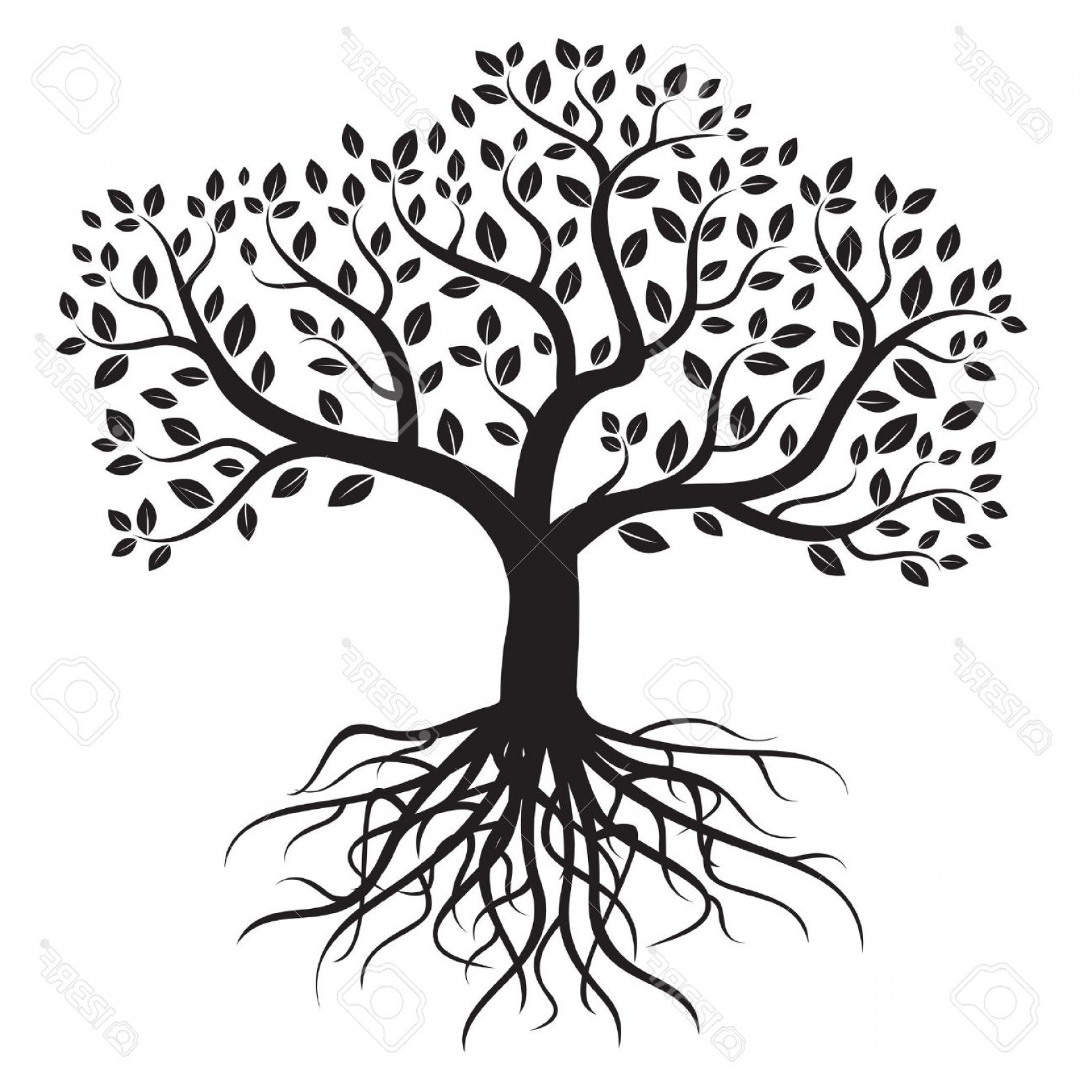 1560x1560 Photostock Vector Vector Tree With Roots And Leafs Soidergi