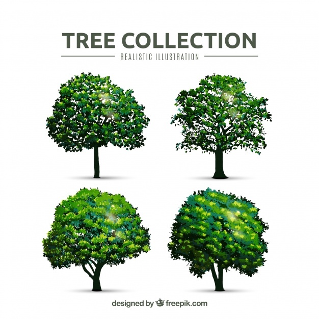 626x626 Tree Vectors, Photos And Free Download