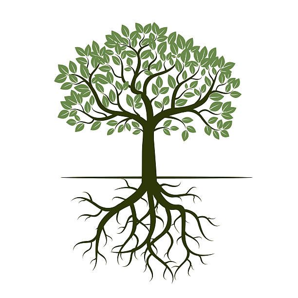 612x612 Green Tree And Roots Vector Illustration Vector Art Illustration