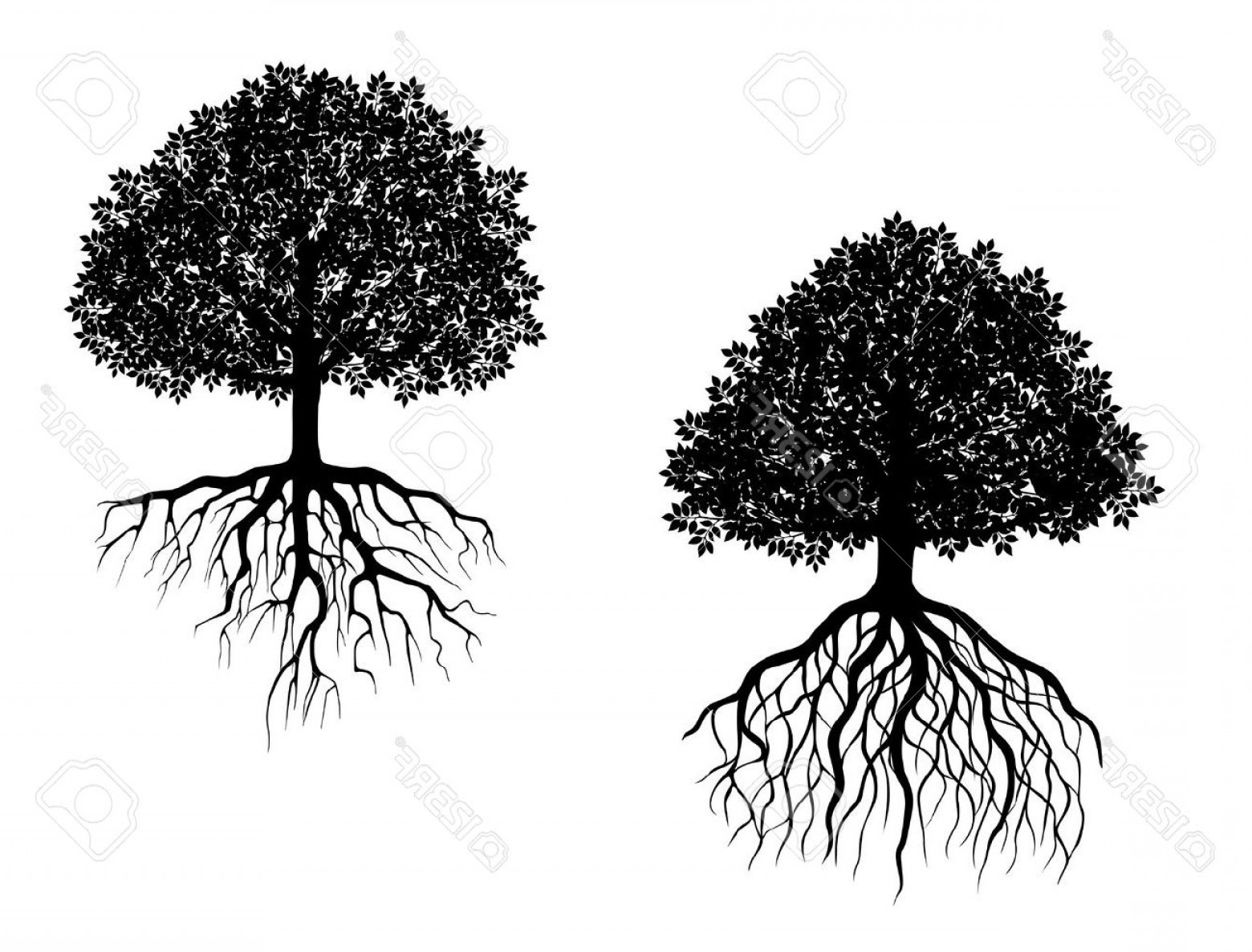 1560x1186 Free Vector Image Of Tree With Roots Studiogrfx