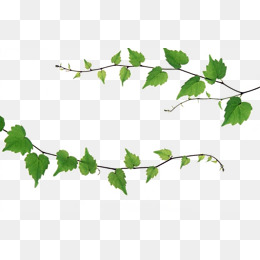 260x260 Vine And Branches Png Transparent Vine And Branches Images