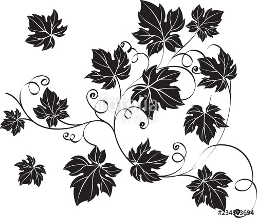 500x426 Black Grape Leaves And Vines In Vintage Style Stock Image