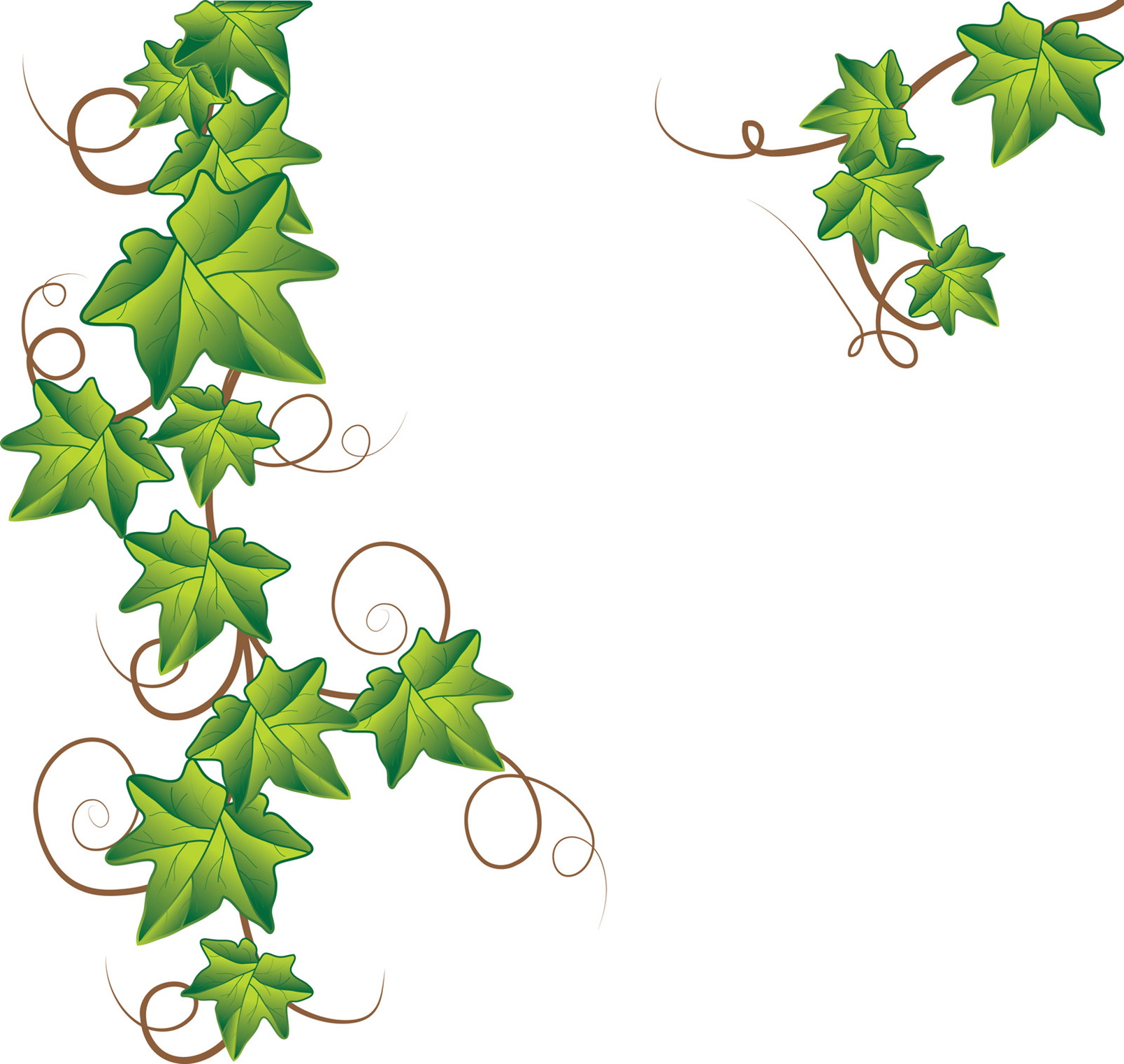 Free Vine Clip Art Pictures 1608x1522 Free Vine Clip Art Pictures
