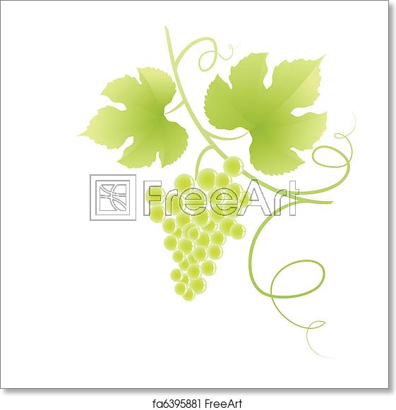 Free Art Print Of Grape Vine Grape Vine Vector Illustration 561x581 Free Art Print Of Grape Vine Grape Vine Vector Illustration