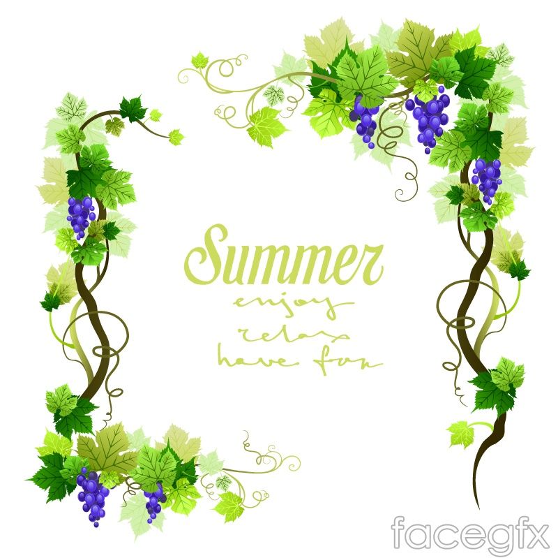 Free Download Summer Grape Vine Border Vector Free Vector 800x799 Free Download Summer Grape Vine Border Vector Free Vector