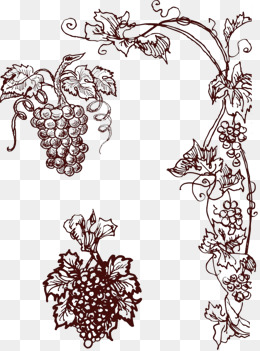 Grape Vine Vector Png, Vector, And Clipart With Transparent 260x351 Grape Vine Vector Png, Vector, And Clipart With Transparent