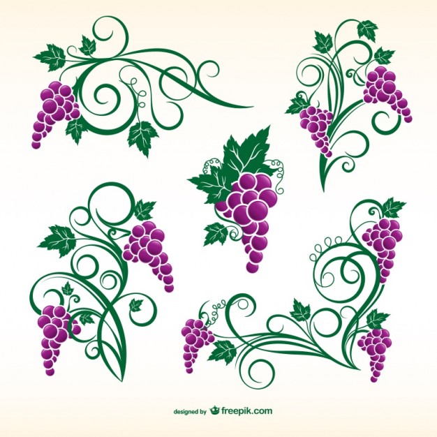 Grape Vine Vectors, Photos And Free Download 626x626 Grape Vine Vectors, Photos And Free Download