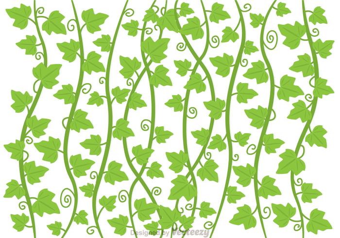 Ivy Vine Vector 700x490 Ivy Vine Vector