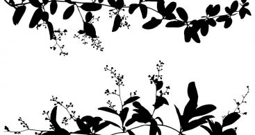 Leaf Vine Vector Archives 367x195 Leaf Vine Vector Archives
