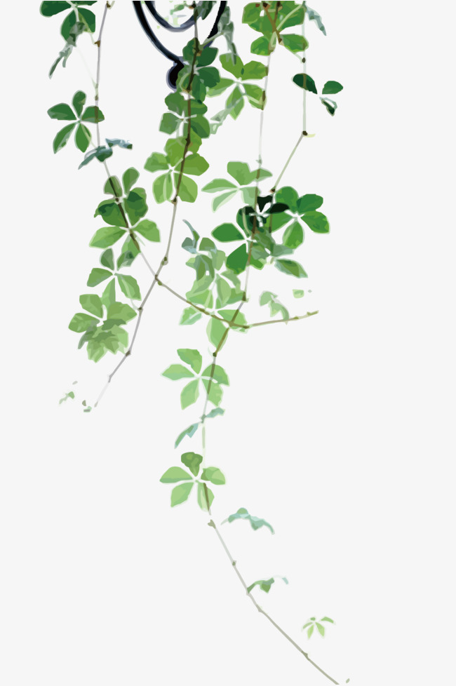 Vector Green Vines, Green, Vine, Leaves 650x978 Vector Green Vines, Green, Vine, Leaves