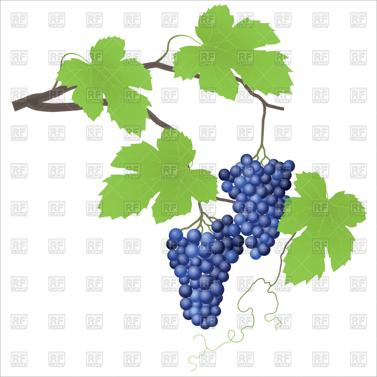 Decorative Grape Vine Vector Image Of Plants And Animals 1200x1200 Decorative Grape Vine Vector Image Of Plants And Animals