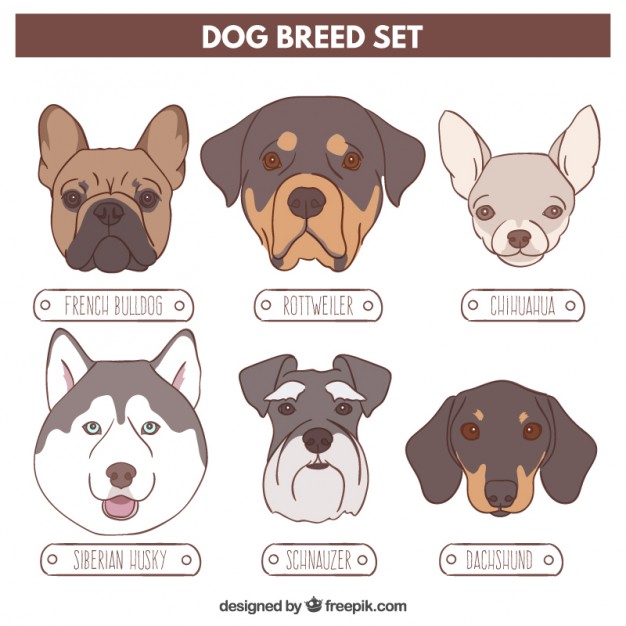 626x626 French Bulldog Vectors, Photos And Free Download