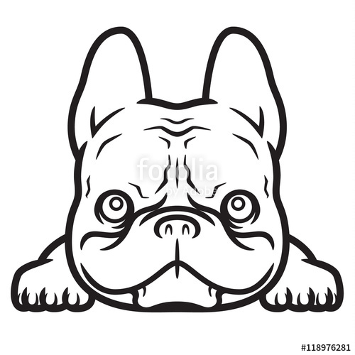 500x500 French Bulldog Lying Down Stock Image And Royalty Free Vector