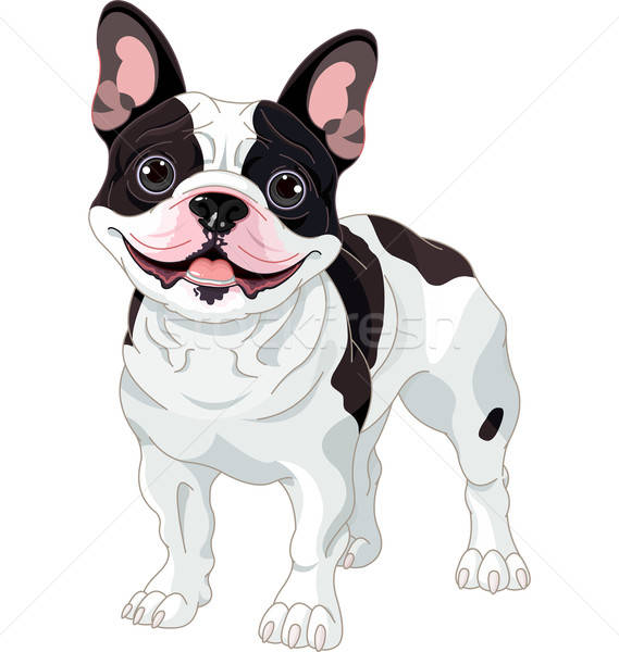 569x600 French Bulldog Vector Illustration Anna Velichkovsky