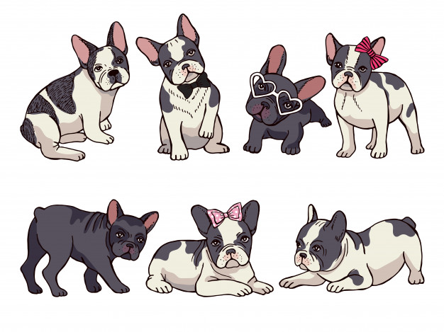 626x469 Illustrations Set Of Cute Little French Bulldog Funny Pictures