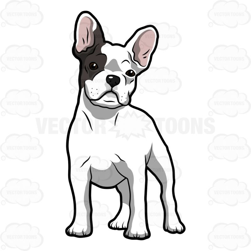 800x800 Vector Cartoon White French Bulldog Puppy With A Patch Of Grey