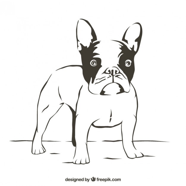 626x626 Bulldog Vectors, Photos And Free Download