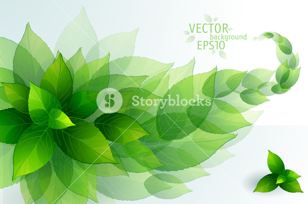 1000x661 Fresh Green Leaves Vector Background Royalty Free Stock Image