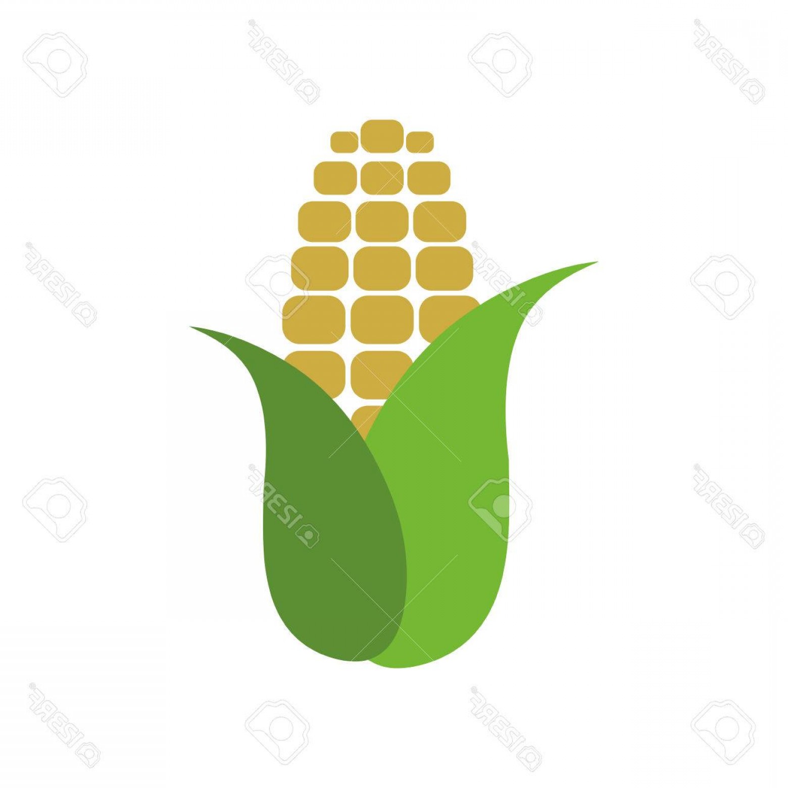 1560x1560 Photostock Vector Corn Farm Fresh Vector Illustration Graphic