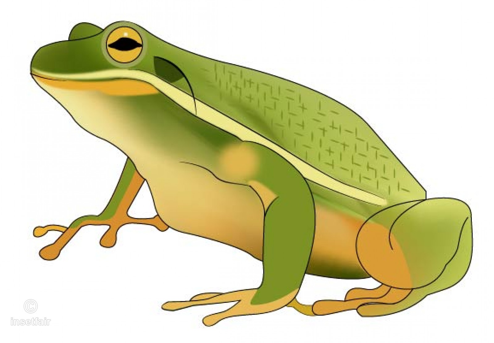 1600x1111 Green Frog Vector Toad Illustration Stock Vector Image