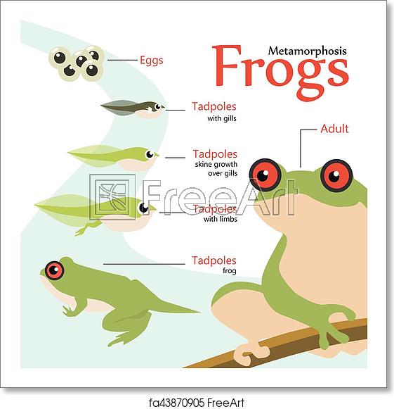 561x581 Free Art Print Of Metamorphosis Life Cycle Of A Frog Vector