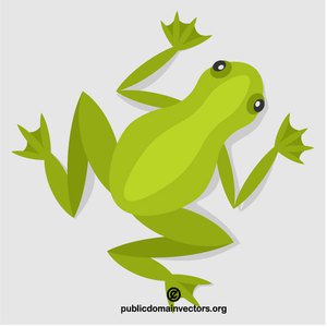 Frog Vector Image