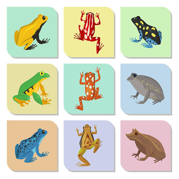 600x600 Frog Vector Cartoon Tropical Wildlife Animal Green Froggy Nature