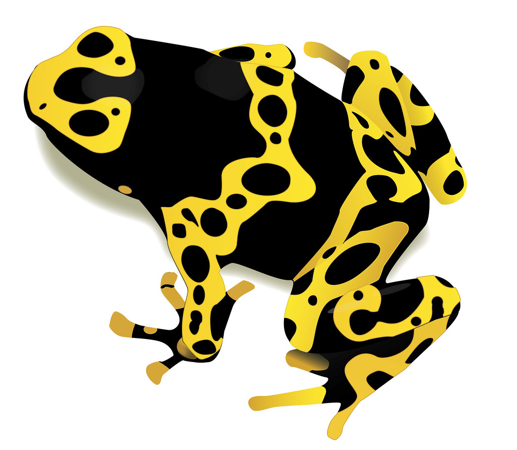 1023x891 Poison Dart Frog