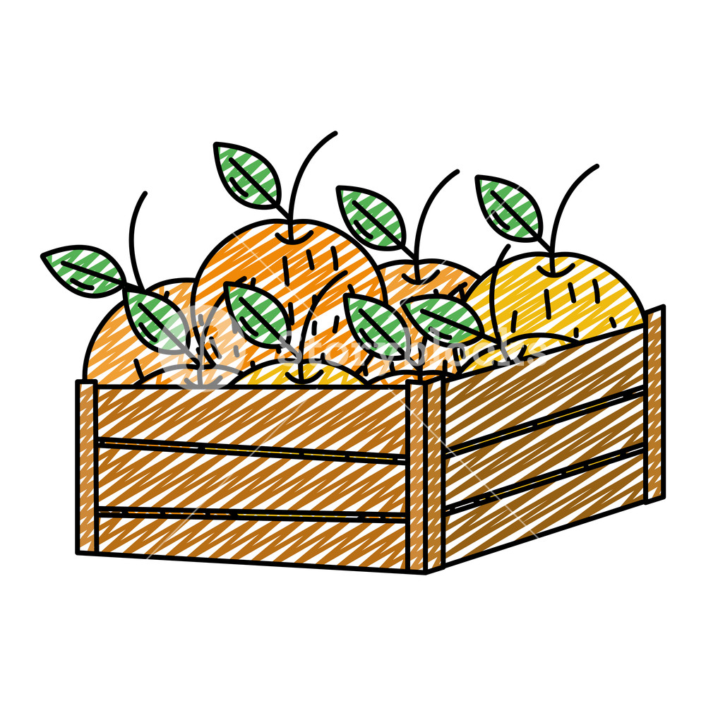 Doodle Delicious Oranges Fruits Inside Wood Basket Vector 1000x1000 Doodle Delicious Oranges Fruits Inside Wood Basket Vector