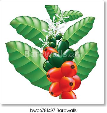 Fruits And Flowers Of Coffee Tree Vector Illustration, Art Print 362x382 Fruits And Flowers Of Coffee Tree Vector Illustration, Art Print