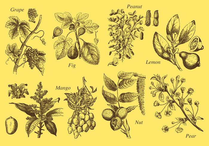 Old Style Drawing Fruit Tree Vectors 700x490 Old Style Drawing Fruit Tree Vectors
