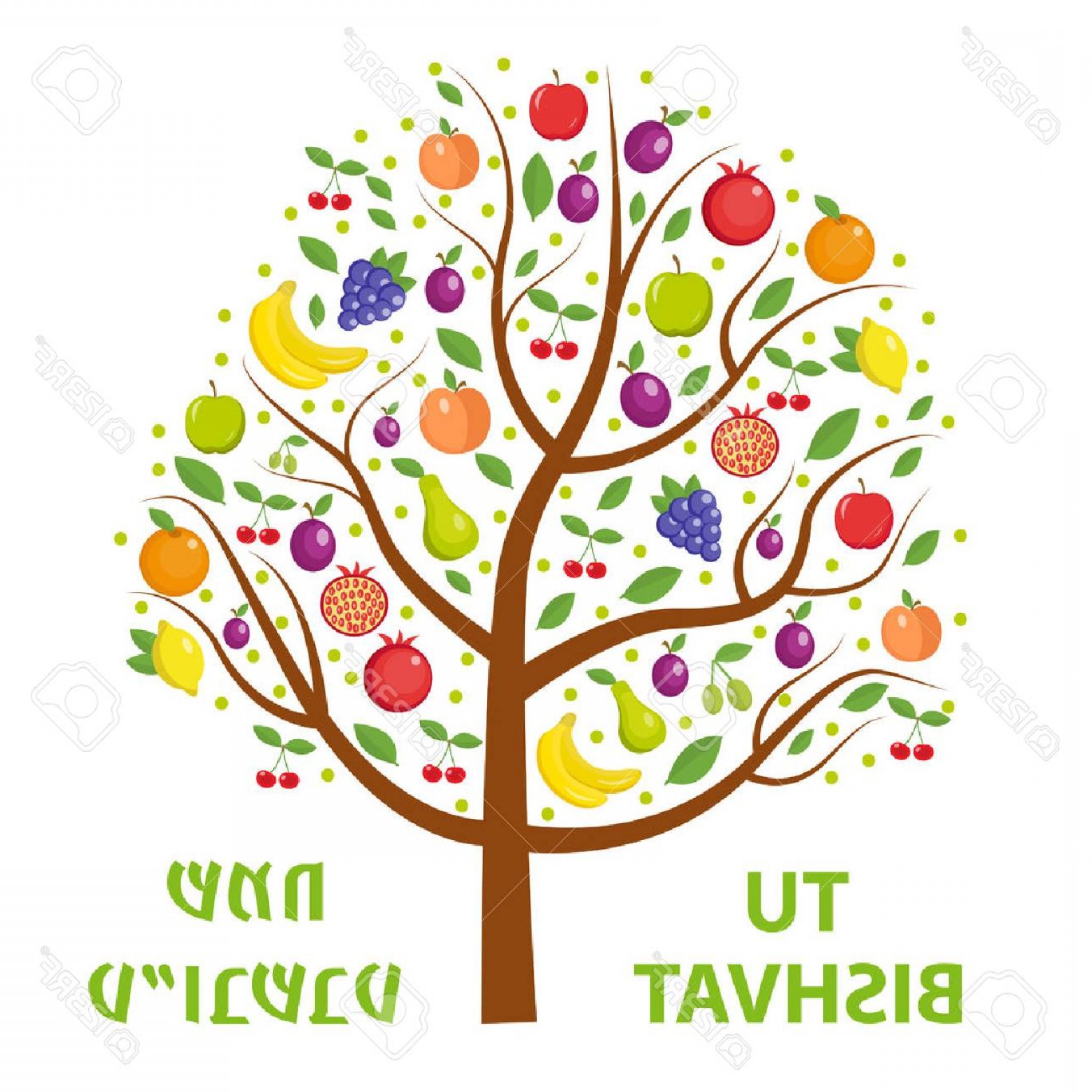 Photostock Vector Tu Bishvat Greeting Card Poster Jewish Holiday 1560x1560 Photostock Vector Tu Bishvat Greeting Card Poster Jewish Holiday