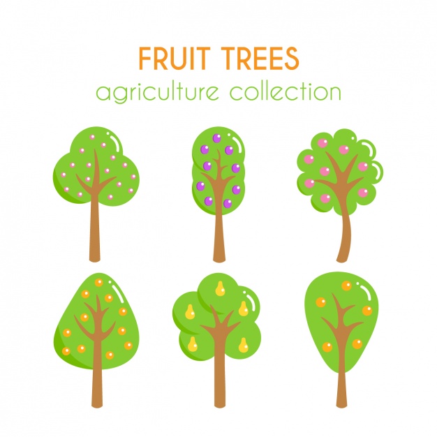 Vector Fruit Trees Illustration Apple Tree Growth Of Fruits 626x626 Vector Fruit Trees Illustration Apple Tree Growth Of Fruits