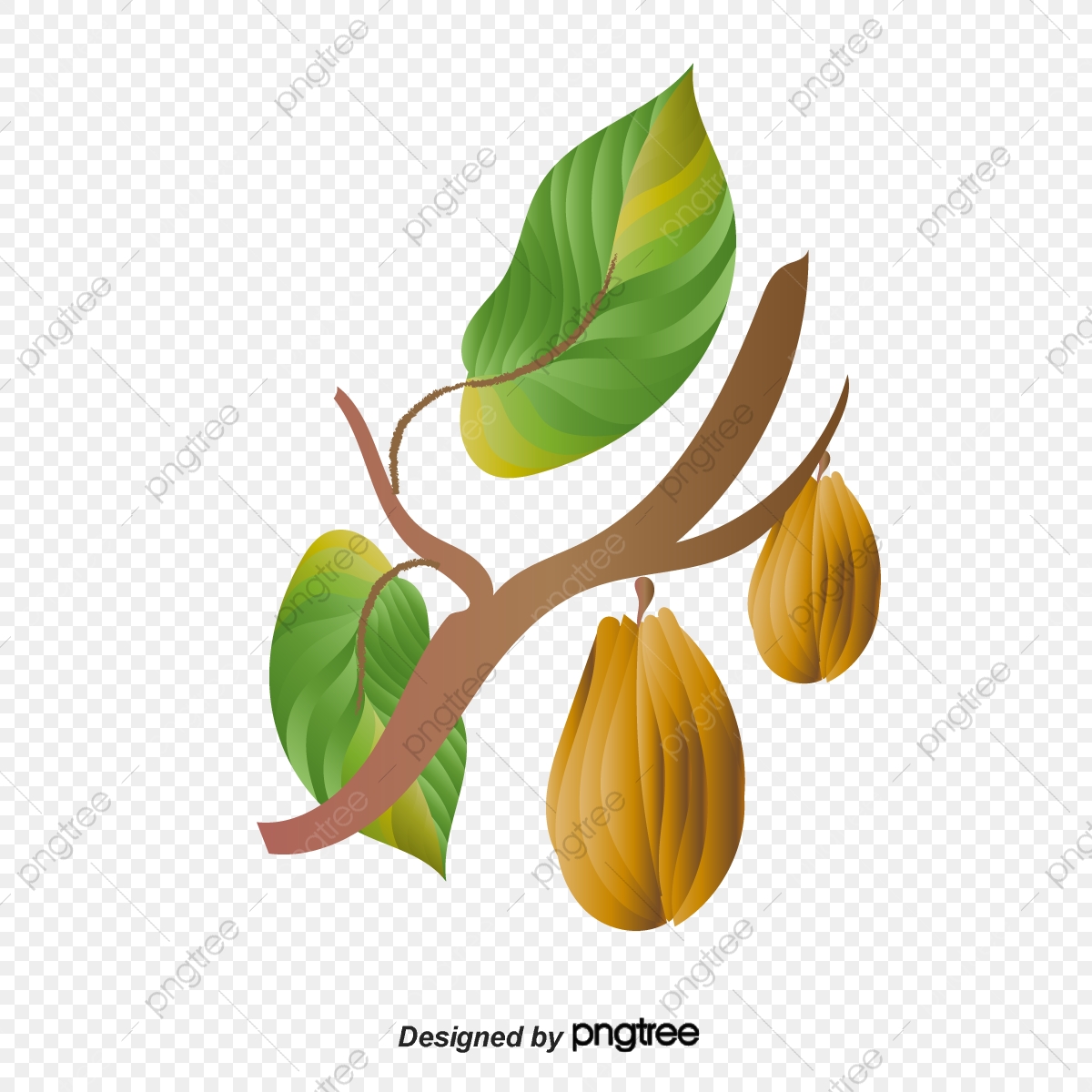 Fruit Of The Cacao Tree Vector Illustration, Cocoa, Cocoa Beans 1200x1200 Fruit Of The Cacao Tree Vector Illustration, Cocoa, Cocoa Beans