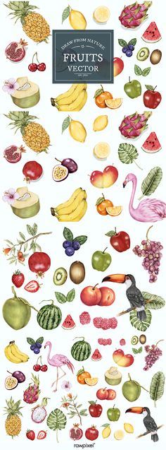 236x637 Best Fruit Vector Images In Fruit Vector, Fruits
