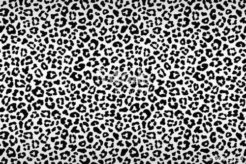 500x334 Black Gray White Leopard Fur Horizontal Texture Vector Stock