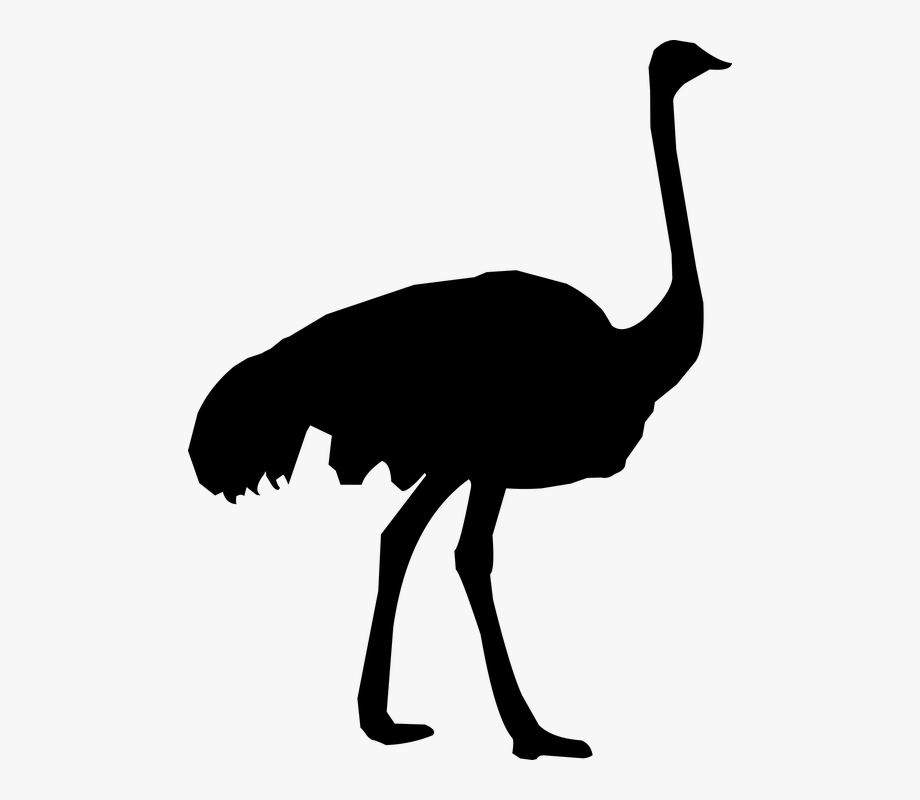 Fur Vector Ostrich Feather 920x800 Fur Vector Ostrich Feather