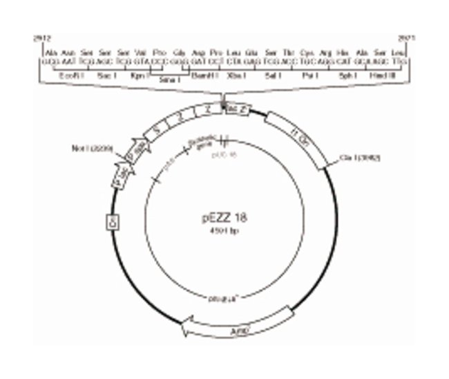 Ge Healthcare Pezz Protein A Gene Fusion Vector Pezz Protein 650x548 Ge Healthcare Pezz Protein A Gene Fusion Vector Pezz Protein