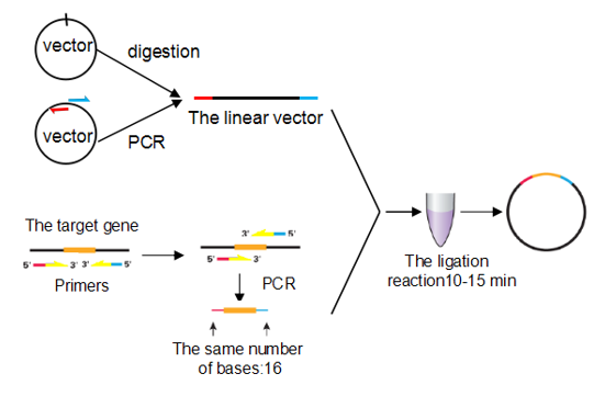In Fusion A Efficient Enzyme Free Connection Technology 551x361 In Fusion A Efficient Enzyme Free Connection Technology