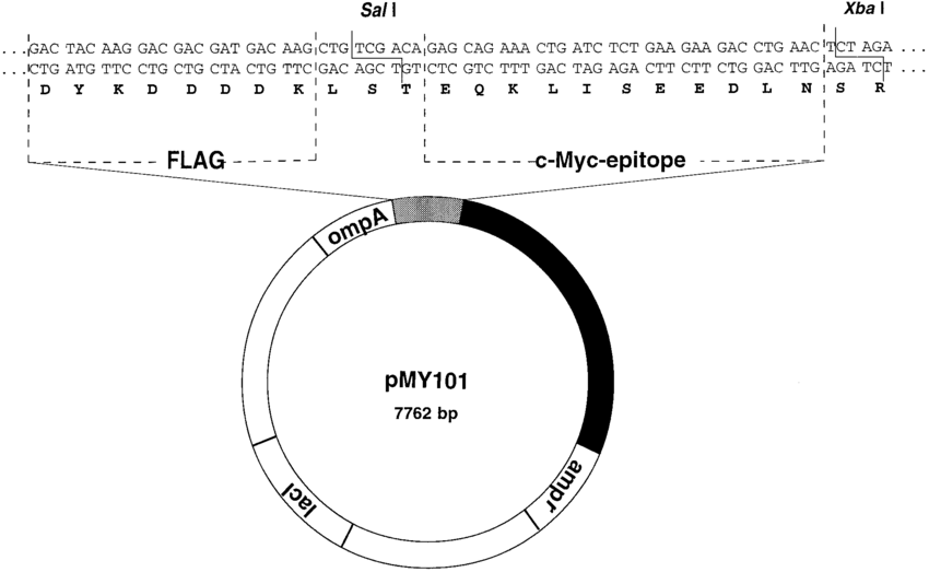 Map Of The Bacterial Alkaline Phosphatase Fusion Vector 850x523 Map Of The Bacterial Alkaline Phosphatase Fusion Vector