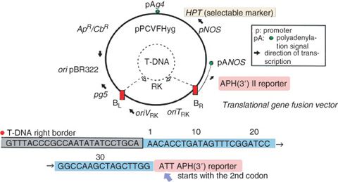 Translational Gene Fusion Vectors Springerlink 480x259 Translational Gene Fusion Vectors Springerlink