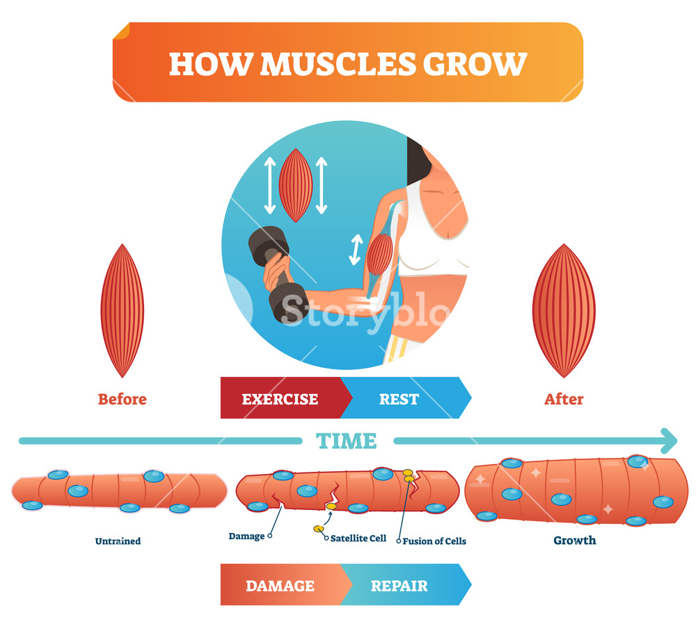 Vector Illustration About How Muscles Grow Medical And Anatomical 1000x904 Vector Illustration About How Muscles Grow Medical And Anatomical